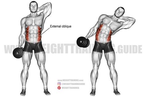 Dumbbell side bend exercise instructions and video | Weight Training ...