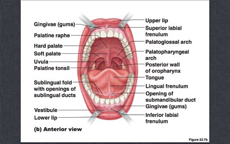 Sublingual Fold