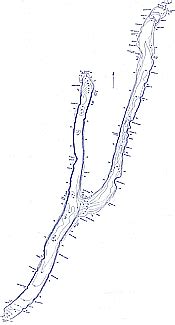 Keuka Lake Depth Map