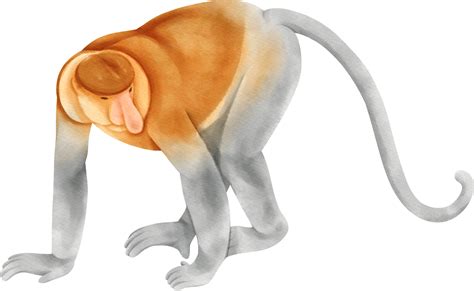 Watercolor Proboscis Monkey 29725095 PNG