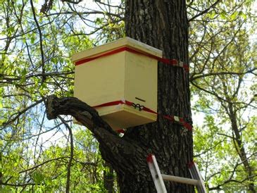 Swarm Traps and Bait Hives | Natural Beekeeping