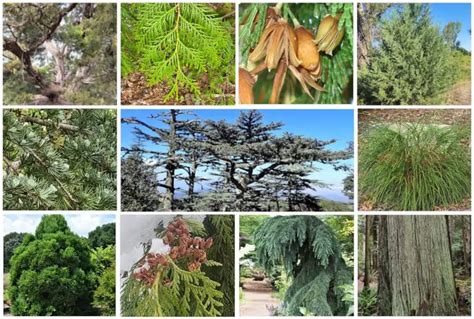 17 Different Types of Cedar Trees & Their Identifying Features