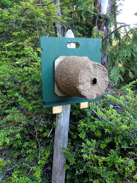 A shared adventure of beekeeping and bees | Bee keeping, Bee, Bee traps