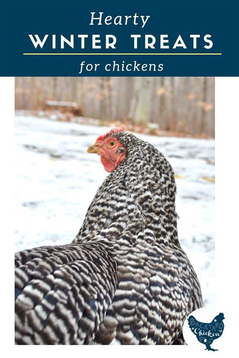 Hearty Winter Chicken Feed Ideas