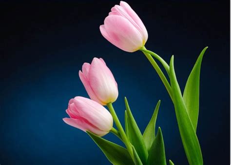 Tulip wallpaper hd | Flowers nature, Amazing flowers, Floral wallpaper