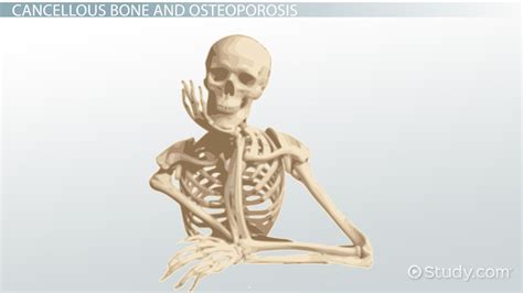 Cancellous Bone Definition & Function - Lesson | Study.com