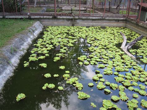 Crocolandia in Talisay City, Cebu - Philippines Tour Guide