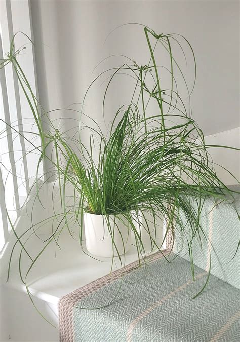 Plant Care - Cat Grass – Geb & Green