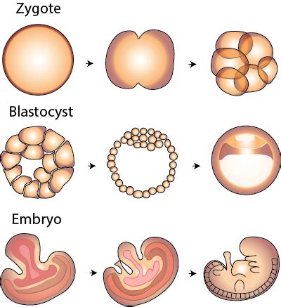 What Is A Zygote