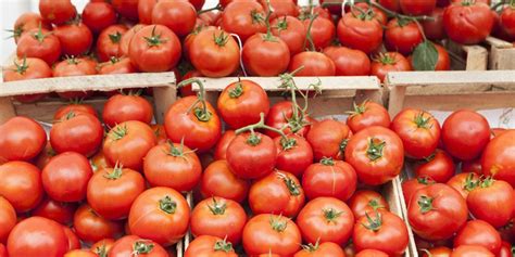 Controversy surrounds Moroccan tomato exports as video of Spanish ...