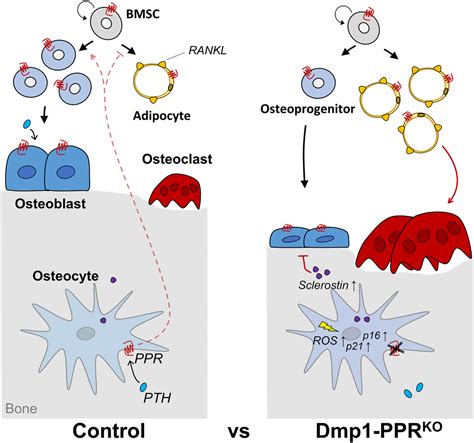 Parathyroid hormone signaling in mature osteoblasts/osteocytes protects ...