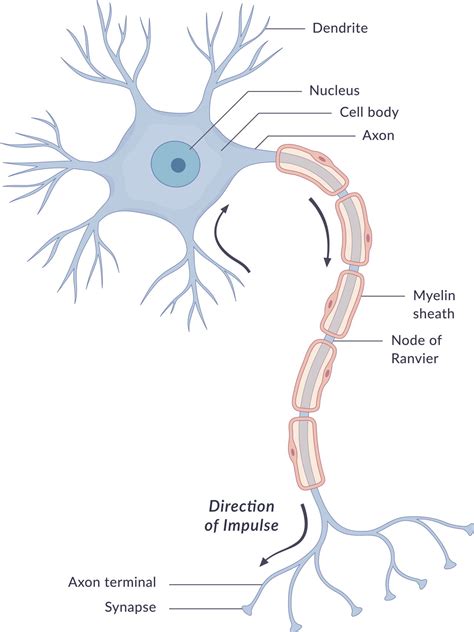 Nerve Cell Diagram Labeled