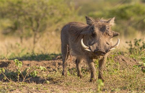 Warthog Facts - Hluhluwe Game Reserve