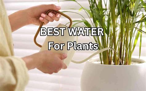 BEST WATER For Plants. What You Need to Know - Simplify Gardening