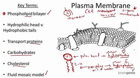 Cell Membrane Structure And Function A Level