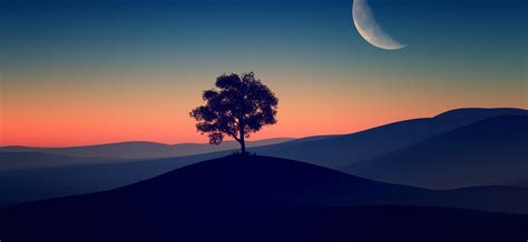 2340x1080 Tree Alone Dark Evening 4k 2340x1080 Resolution Wallpaper, HD ...