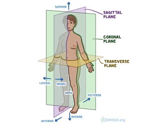 Parts Of The Body Anatomy