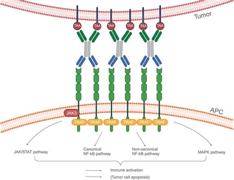 Full article: Next-generation CD40 agonists for cancer immunotherapy