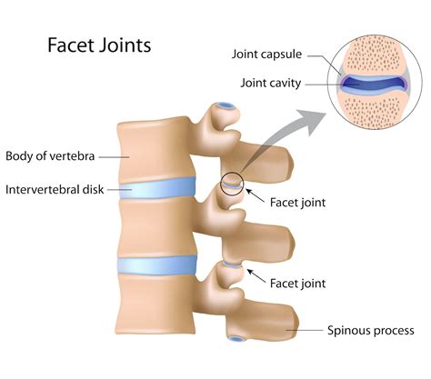 Four Facet Joint Facts - Spinerad