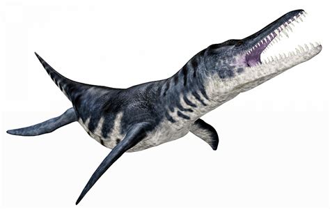 Basilosaurus – Informatie Begin