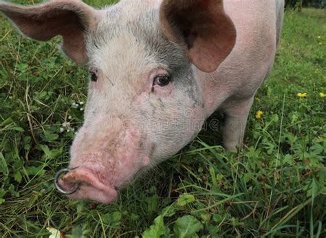 Pig with a Nose Ring and Staring at the Camera Stock Image - Image of ...