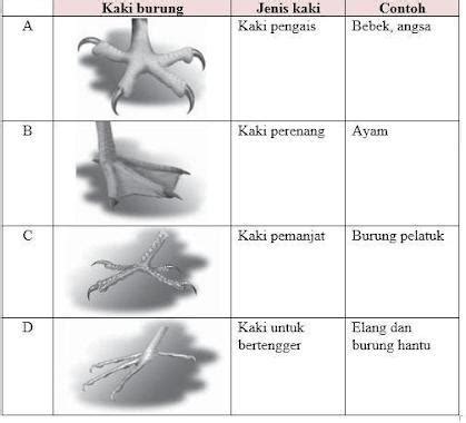 gambar kaki burung elang - Rose Hardacre