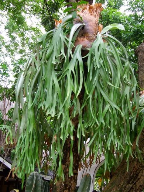 Koleksi Tanaman Hias: Paku Tanduk Rusa (Platycerium coronarium)