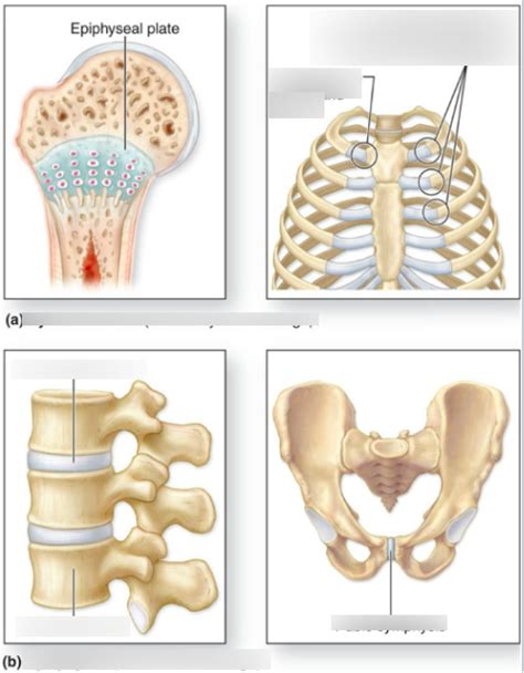 CARTILAGINOUS JOINT Diagram | Quizlet