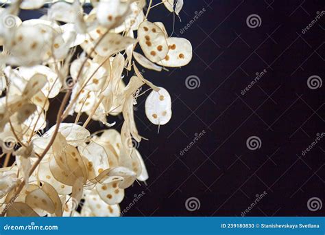 Bouquet of Dried Flowers Lunaria Seeds on a Dark Background, Background ...