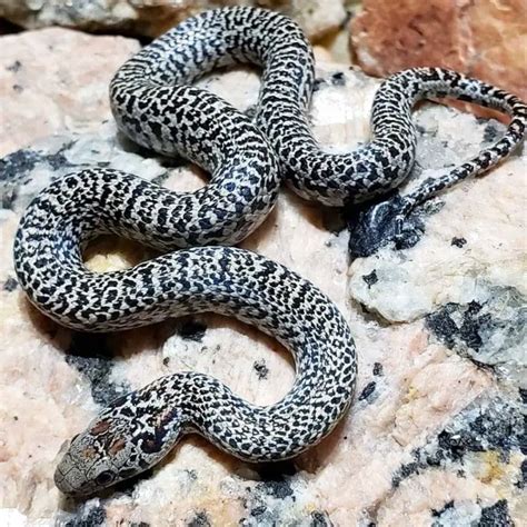 Top 15 King Snake Morphs (With Pictures) - ReptileHow.com