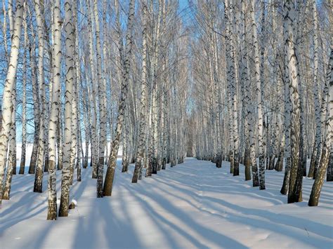 birch trees, forest, snow, winter, winter | Winter trees, Birch tree ...