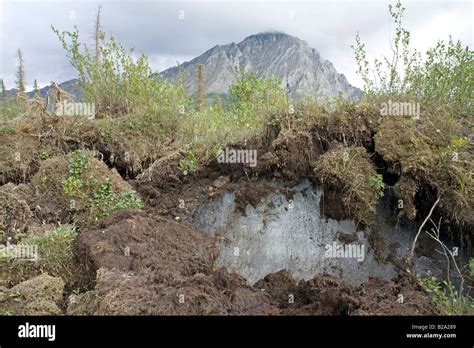 Permafrost covered by soil and vegetation Brooks Range Alaska Stock ...