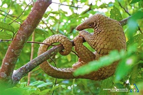 Palawan pangolin habitat eyed for conservation