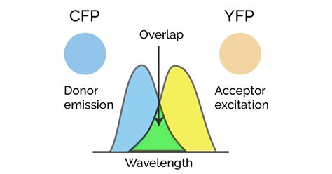 Advanced microscopy applications – an overview of FRET- Oxford Instruments