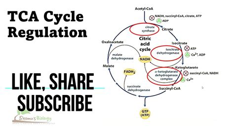 Citric acid cycle regulation - YouTube