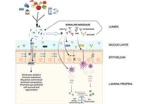 The gut microbiome and the immune system