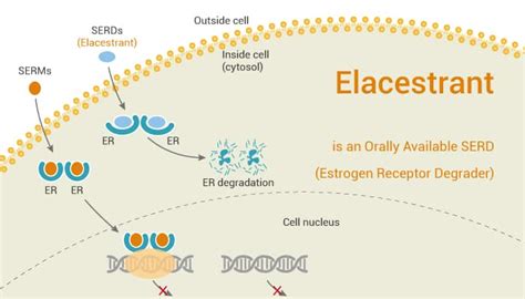 Elacestrant is an Orally Available SERD (Estrogen Receptor Degrader ...