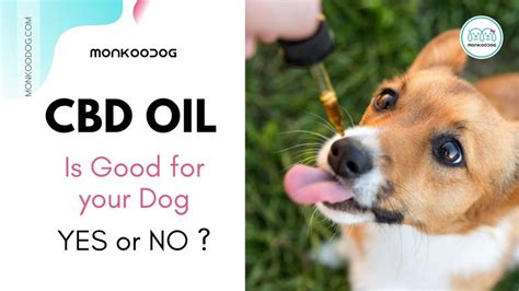 CBD Oil for Dogs: What Is It and What Does It Do? - Monkoodog