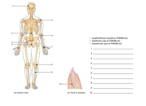 joints 2 Diagram | Quizlet