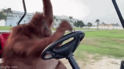 Monkey Driving Golf Cart GIF | GIFDB.com