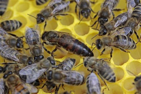 Ciclo De Vida De La Abeja. Obrera/reina/zángano