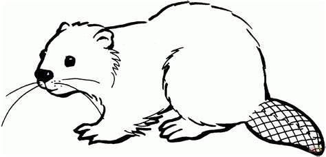 Beaver clipart easy, Beaver easy Transparent FREE for download on ...