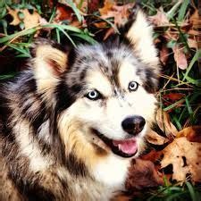 australian shepherd husky mix - Google Search Husky Australian Shepherd ...