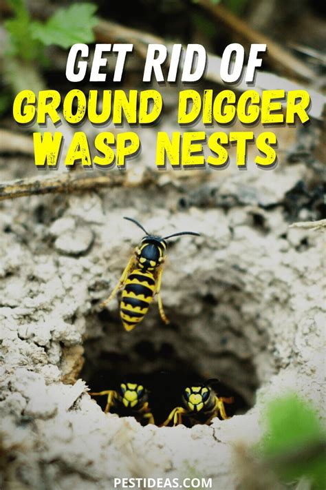 Get Rid of Ground Digger Wasp Nests | Wasp nest, Wasp nest removal, Wasp