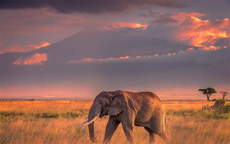 Download wallpapers Big Elephant, Sunset, Africa, Wildlife, Mountain ...