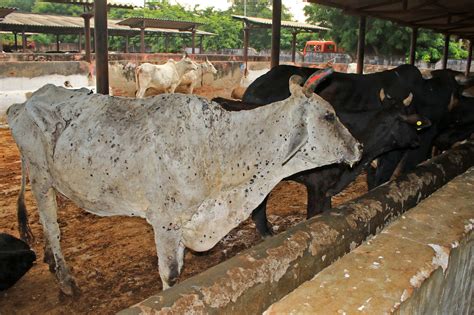 Lumpy skin disease: Viral cattle disease sends rumours flying in India ...