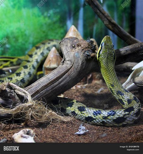 Snake Terrarium. Image & Photo (Free Trial) | Bigstock