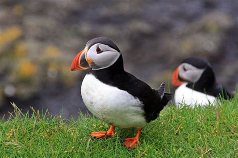 Migrant Birds in Faroe Islands 2025 - Rove.me