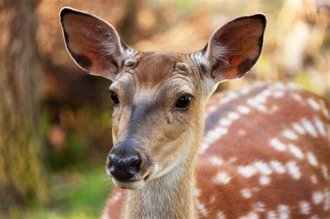 Animal Brown Cerf - Photo gratuite sur Pixabay - Pixabay