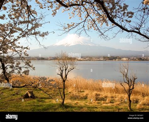 Mt Fuji and Cherry Blossom at lake Kawaguchiko Stock Photo - Alamy